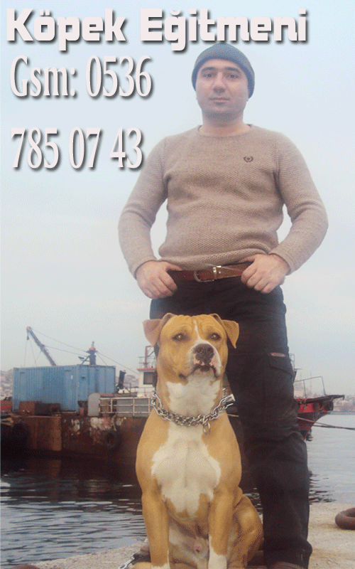 köpek eğitim uzmanı mahmut çelik