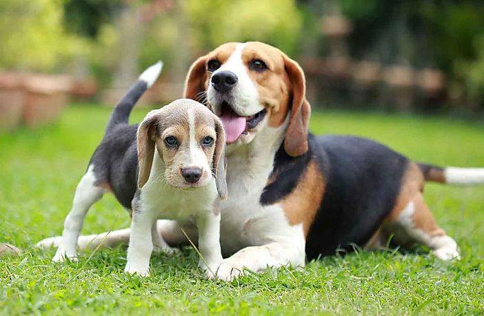 BEAGLE3.jpg