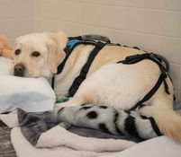 ANNPE: NEDİR VE KÖPEĞİNİZE NASIL BAKILIR? 