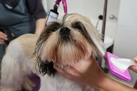 stock-photo-female-groomer-brushing-shih-tzu.jfif