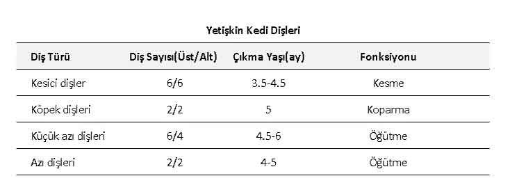 Yetişkin Kedi Dişleri
