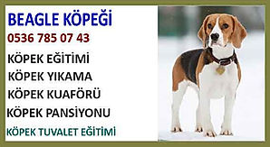 BEAĞLE-KÖPEĞİ.jpg