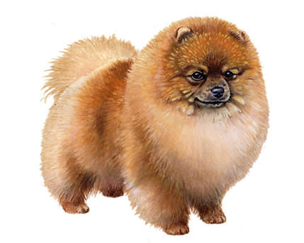Pomeranian Boo