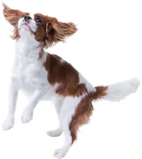 KÖPEKLERİN FİZİKSEL ÖZELLİKLERİ, Köpek Sağlığı