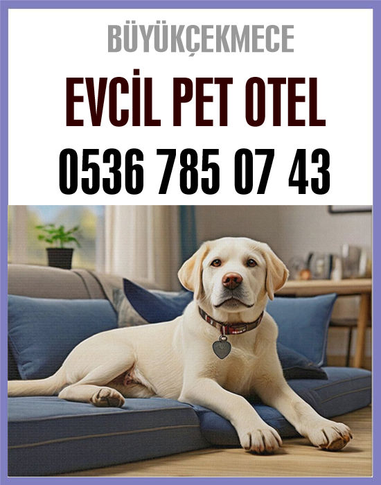 Büyükçekmece Evcil Pet Oteli