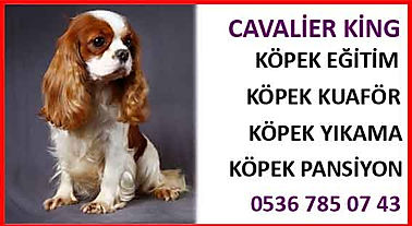 CAVALLİER KİNG - satın al- kuaför- yıkama- pansiyon- tuvalet eğitimi
