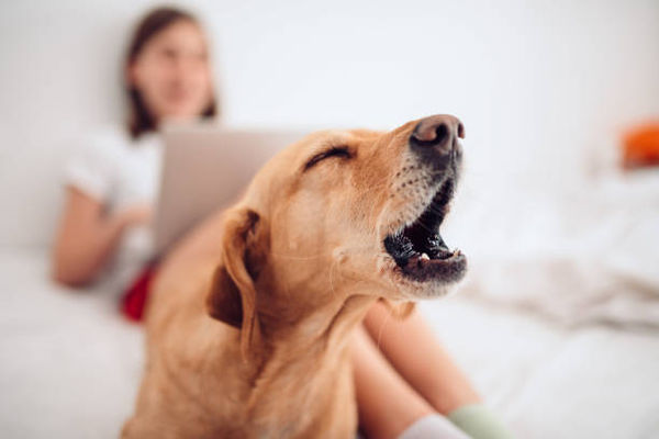 havlayan köpek.jpg