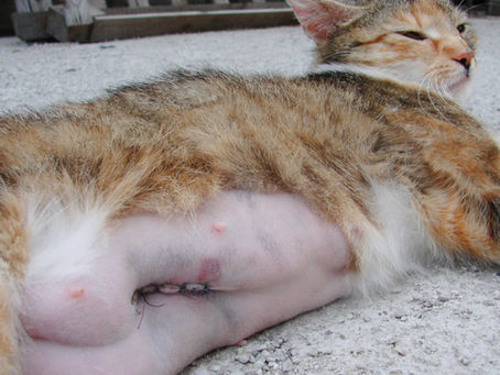 KEDİLERDE HORMONAL SORUNLAR 