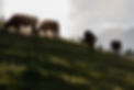 carnerie-by-joergnerhof-rinder-berg_TEC6864.jpg