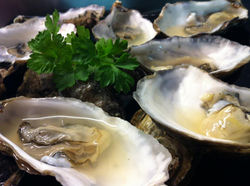 Oysters