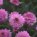 dewy Fleurs