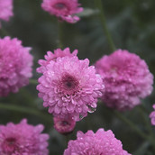 Dewy Blumen