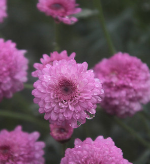 Dewy Flowers 