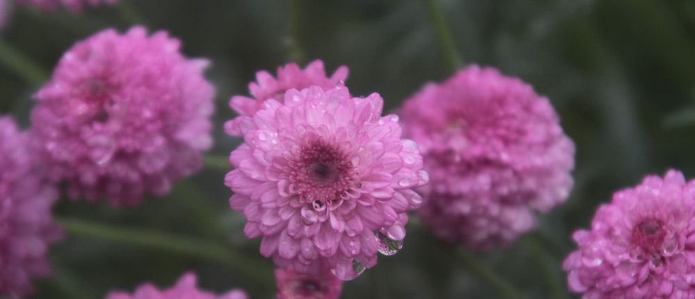 Dewy Flowers