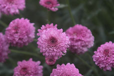Dewy Blumen 