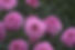 Dewy Flowers 