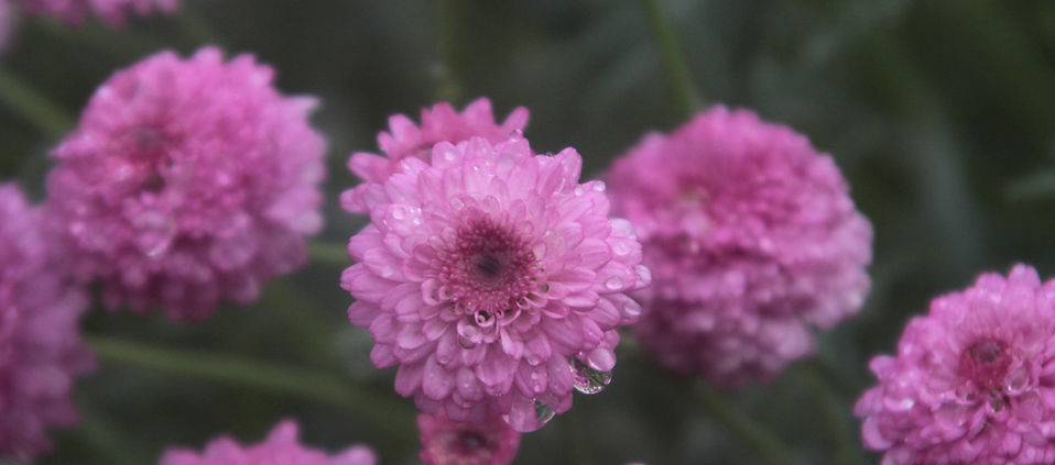 Dewy Flowers