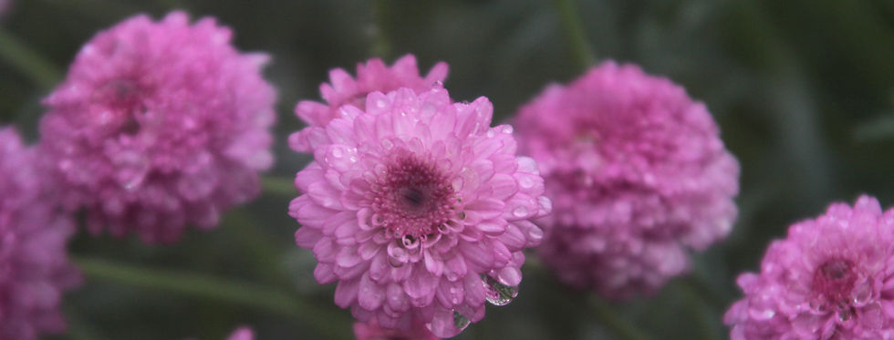 Dewy Flowers
