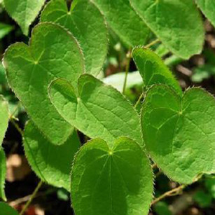 Epimedium.jpg