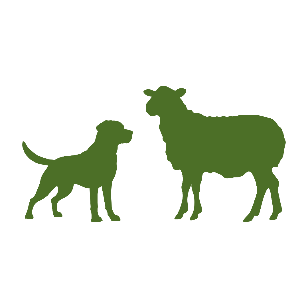 Sheepdog