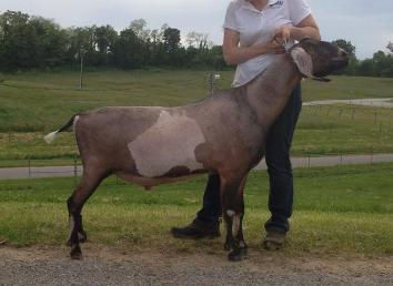 Kaitai nuggets grandsire