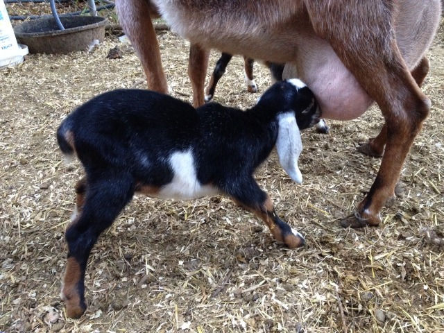 Bonnet's blue buckling