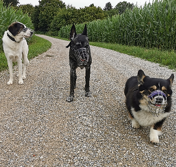 drei Hunde mit Maulkorb spazieren zusammen auf einem Feldweg