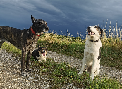 drei Hunde auf einem Feldweg und im Hintergrund Gewitterwolken