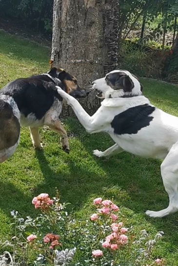 zwei Hunde imSpiel auf dem Rasen