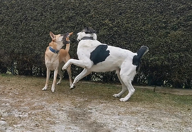 Zwei Hunde in der Interaktion mit aufgerisenem Maul aus einer Spielsituation heraus. Beide großen Hunde, einer neige, einer schwarz-weiß auf der Wiese vor einer Hecke.