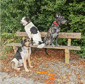 3 wartende Hunde. Dabe sitzen zwei von ihnen auf einer Bank, der dritte sitzt vor der Bank. Alle drei schauen in unterschiedliche Richtungen.