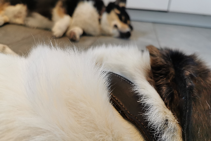 Zwei liegende Hunde einander zugewandt