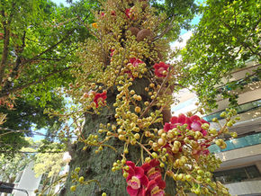 Tall tree trunk covered in bright pink flowers and yellow buds, framed by green canopy on a sunny city street with buildings nearby