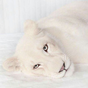 Love vs. Fear: The Hidden Architecture of Your Emotional World