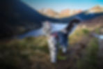 Cat & Mountain (1).jpeg