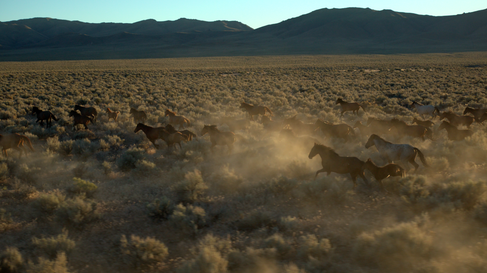 Wild Mustangs Running through a valley