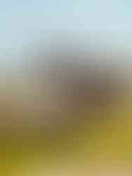 DJI Inspire 3 drone capturing aerials at Tampa Bay Derby racetrack.