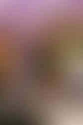 La Dispute performing at 2000trees