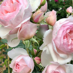 Rosengarten
