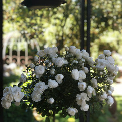Rosengarten
