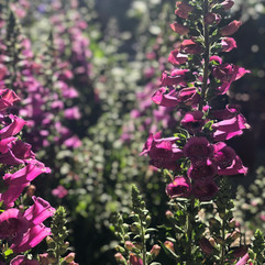 Rosengarten