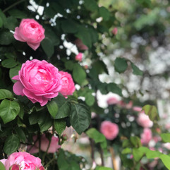 Rosengarten