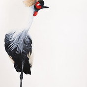 LAIRIE_Milie-Equilibre-_huile-65x93-24_a