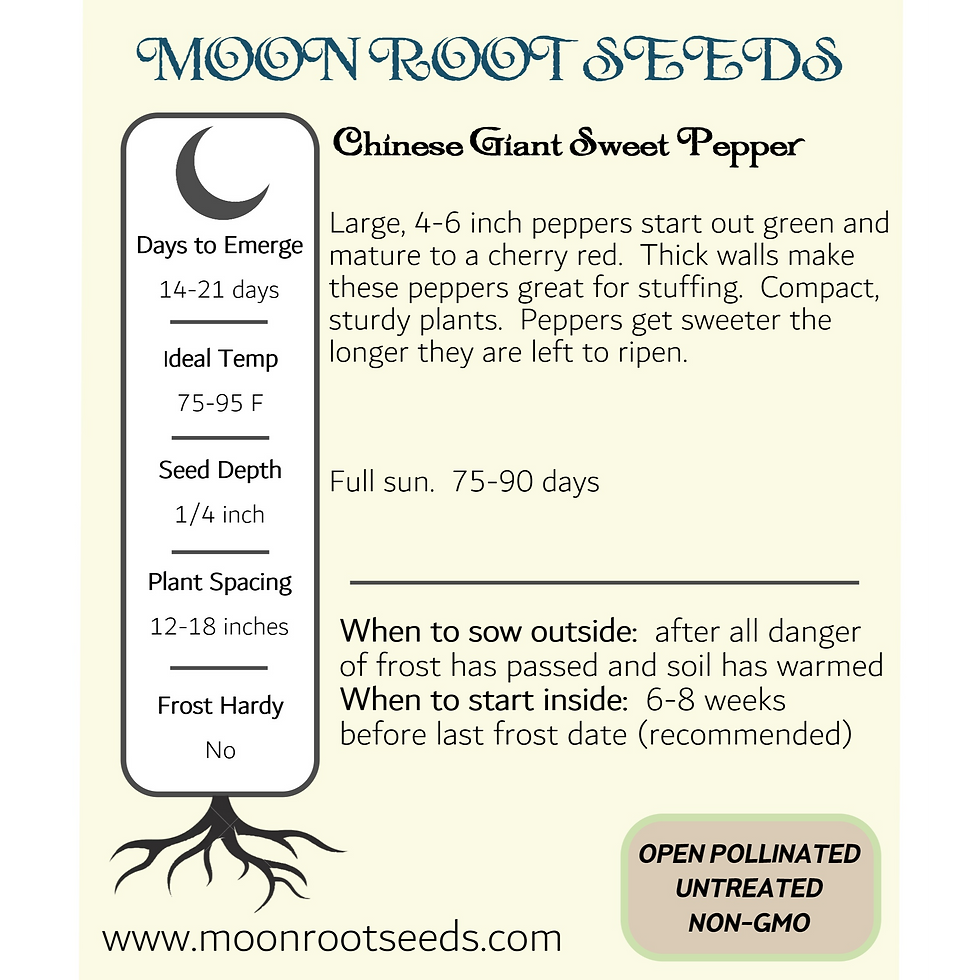 Thumbnail: Chinese Giant Bell Pepper