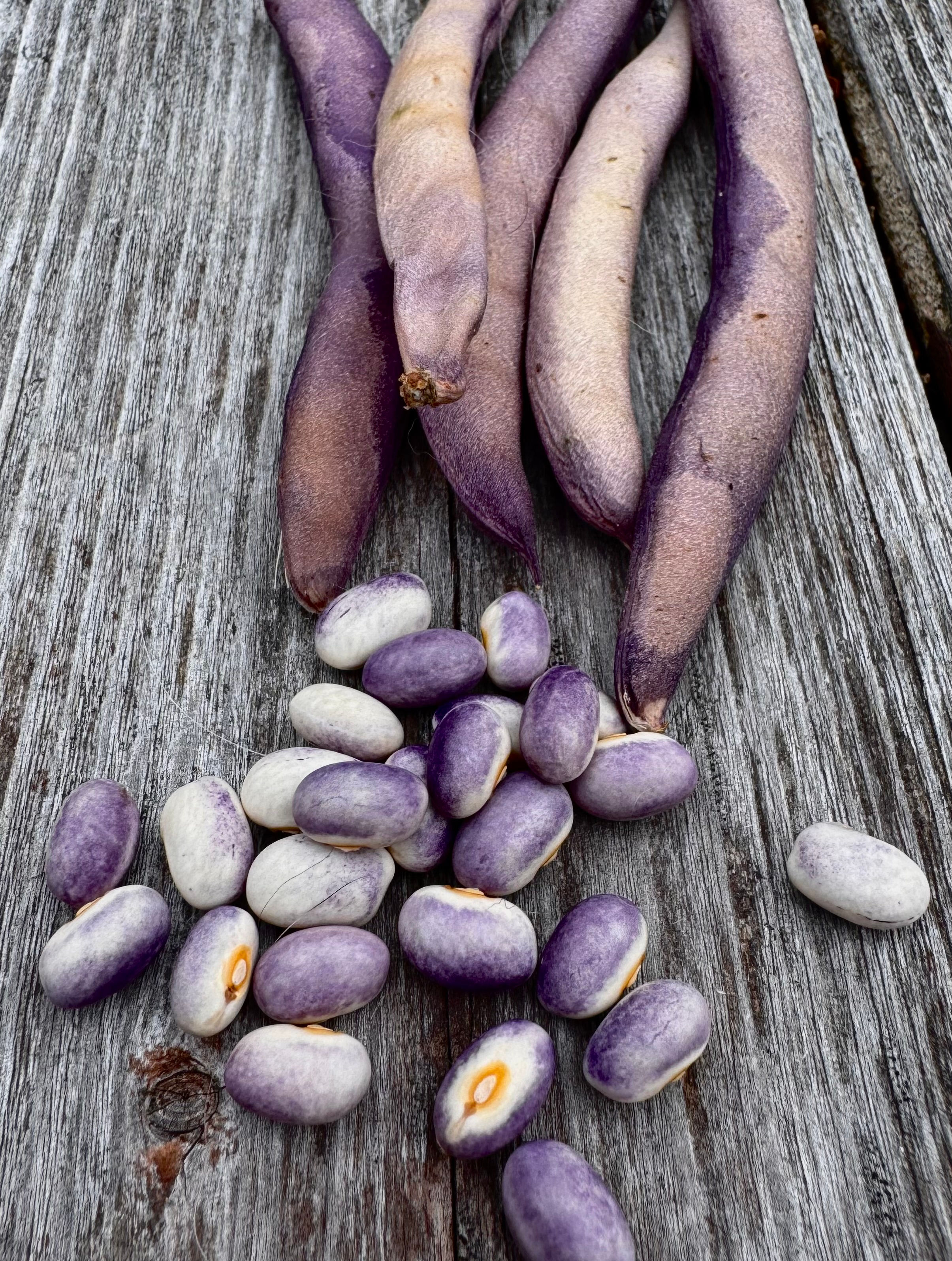 Viola Bean. Semi-runner dry bean. Beautiful violet coloring and very productive. and