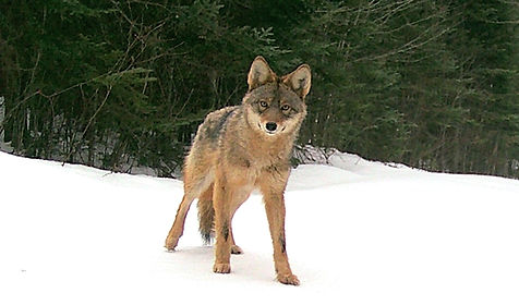 coyote.jpg