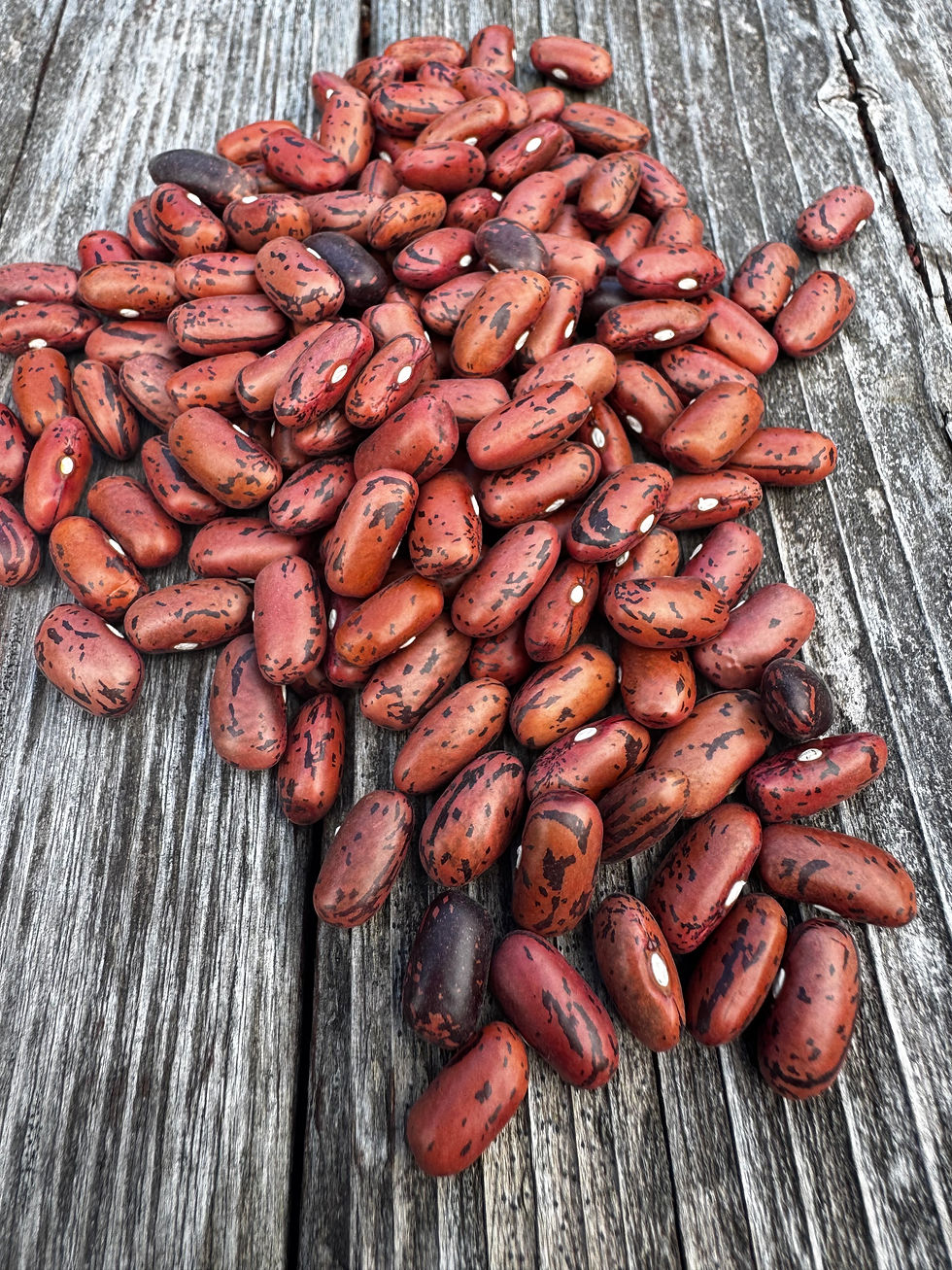 Rosso di Lucca Bean. Bush dry bean. Tuscan heirloom bean. Ark of Taste variety.