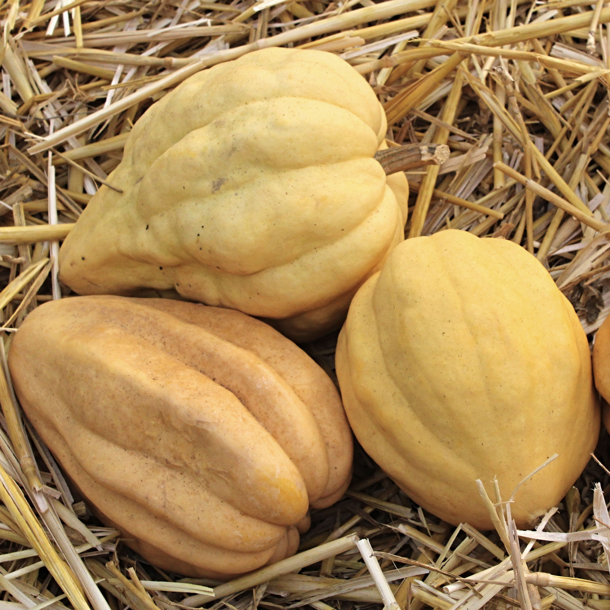 Thelma Sanders Sweet Potato Squash. Heirloom acorn squash. Ark of Taste variety.