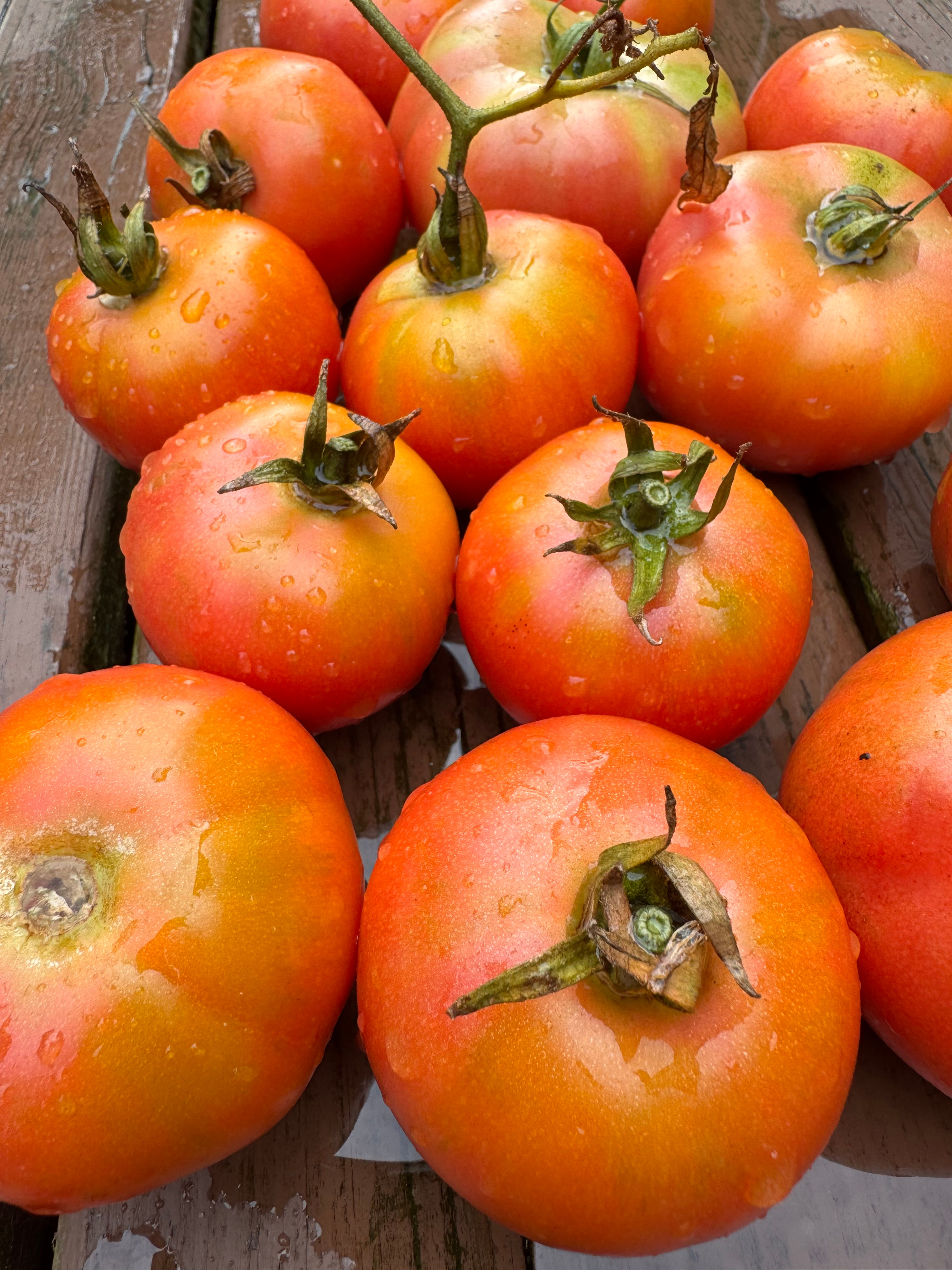 Penjar Songil Tomato. Storage Tomatoes. Spanish heirloom tomato seeds. Hanging tomatoes of Spain. Winter Tomatoes.