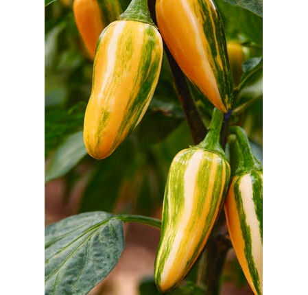 Thumbnail: Fish Hot Pepper